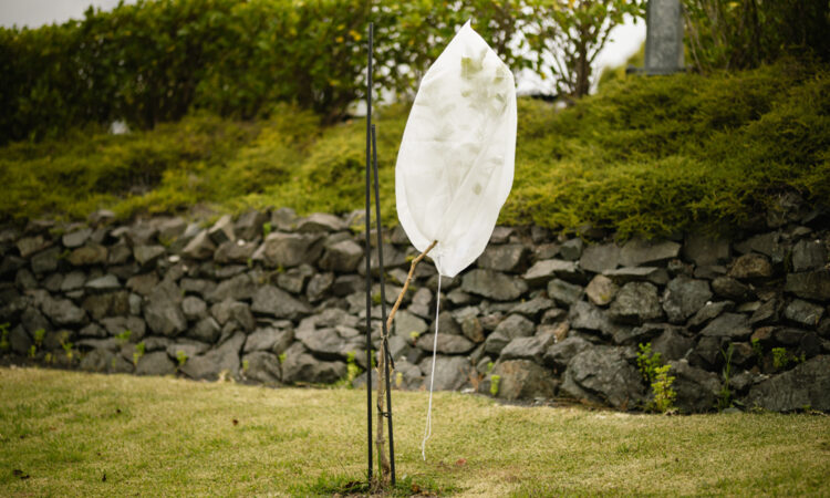 Frost Cloth, like a Warm Blanket for Plants!_1