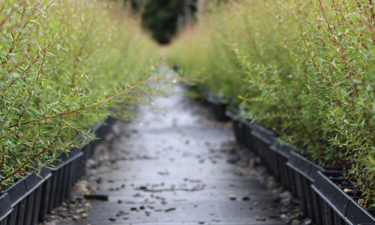 Farmers- Grow more than Grass - Start a Nursery_1