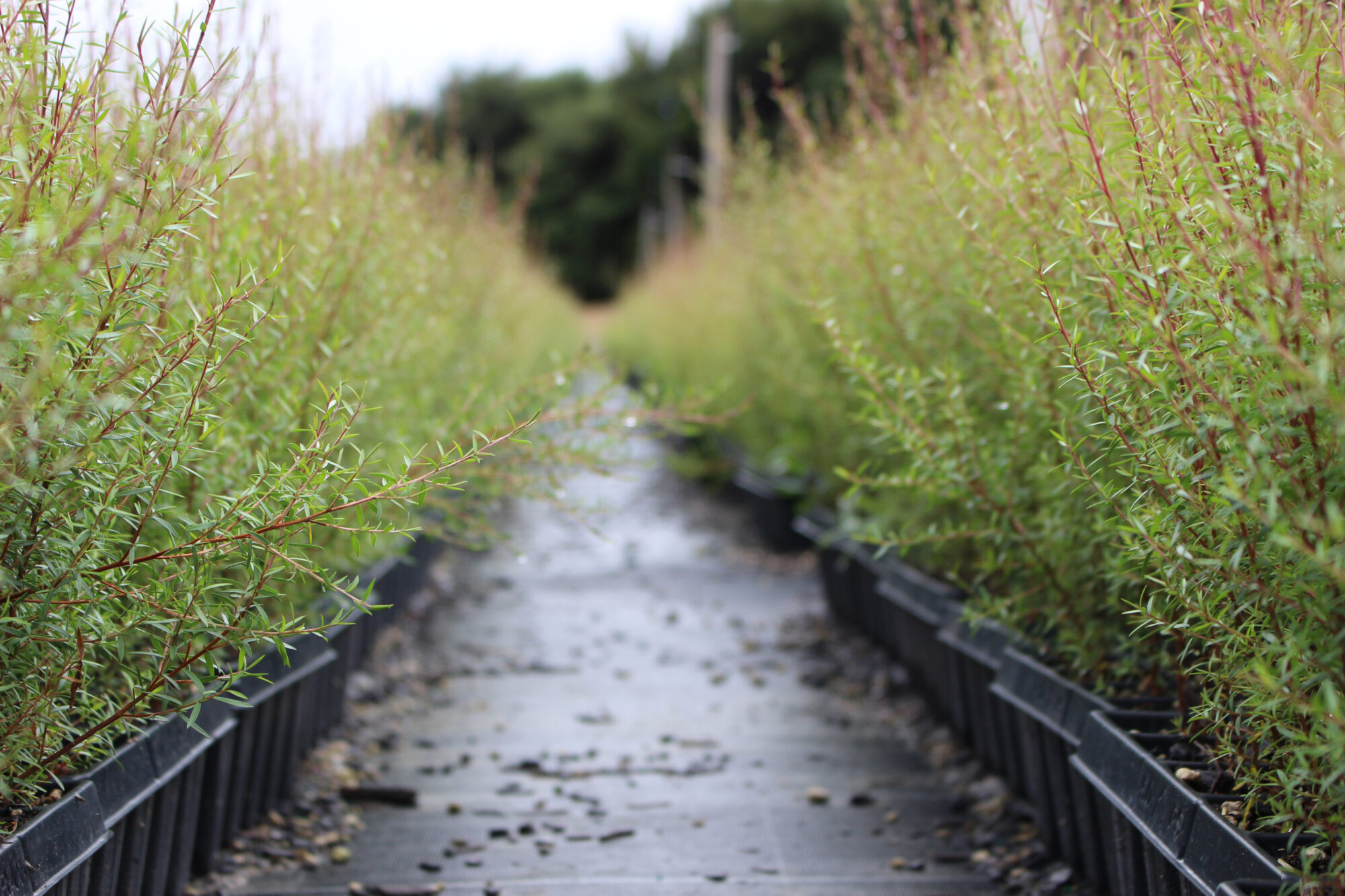 Manuaka Seedlings_Kauri Park