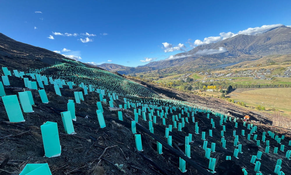 Tree Guards Protect Young Trees Learn More | PrimeHort