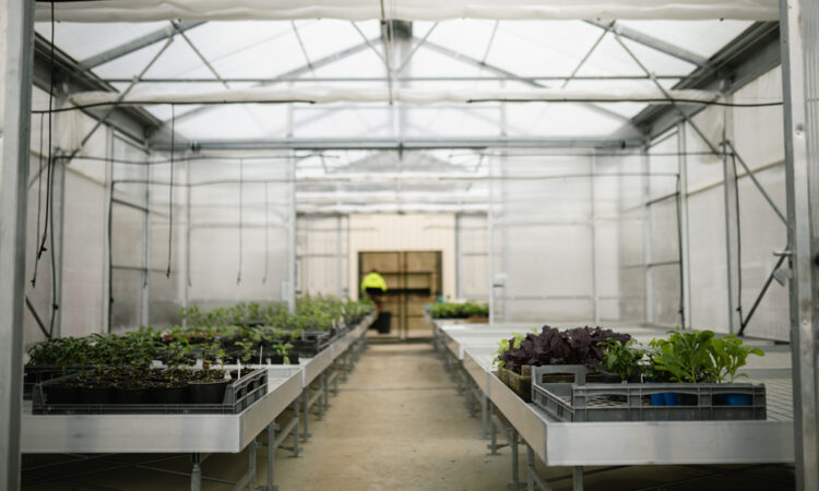From Seedling to Storytelling- A Greenhouse like no other_1