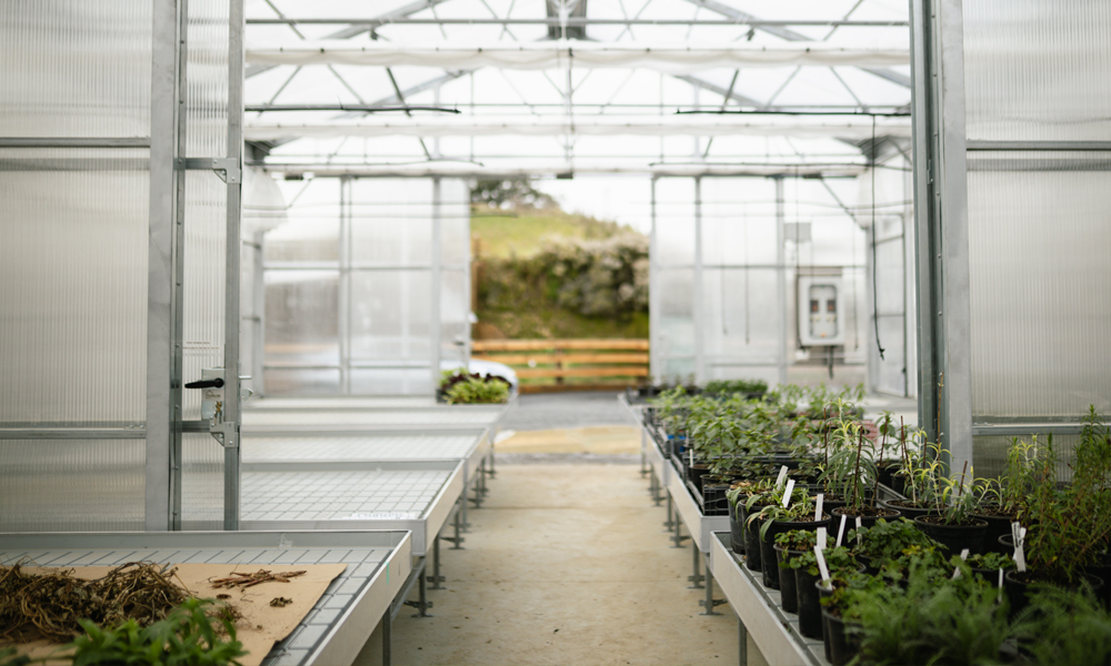 From Seedling to Storytelling- A Greenhouse like no other_3