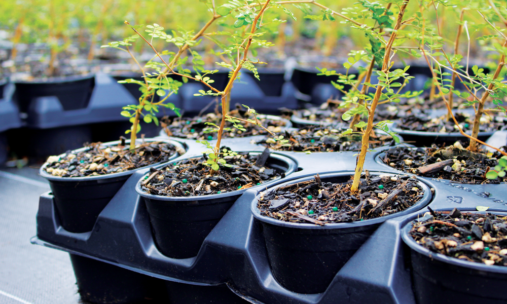 Thinking Fertilisers? Think Polyon!_1