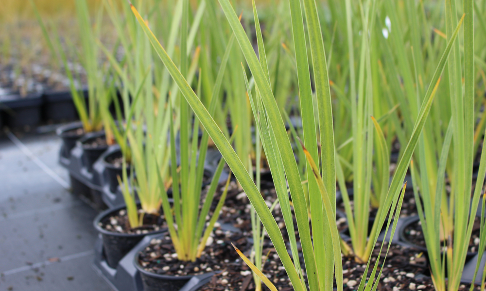 Thinking Fertilisers? Think Polyon!_3