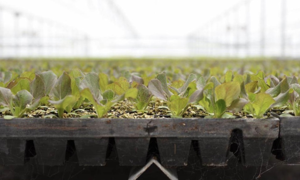 Transplant Systems joins the PrimeHort family