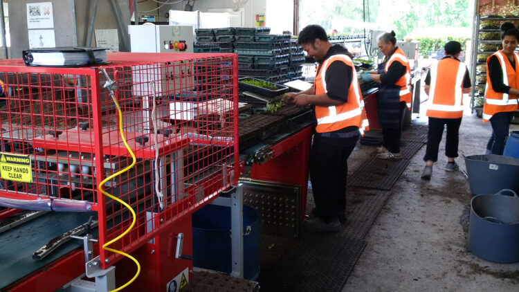 PH Thumb Lyndale Transplanter