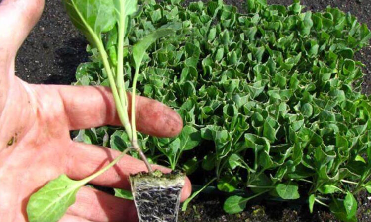 Best Seedling Trays for Nursery Propagation_1