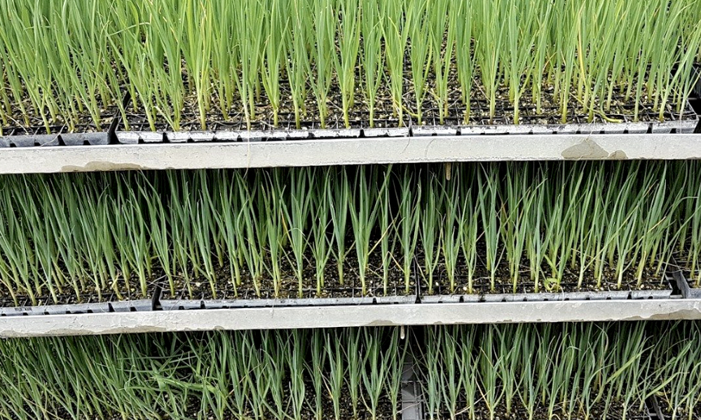 Best Seedling Trays for Nursery Propagation_2