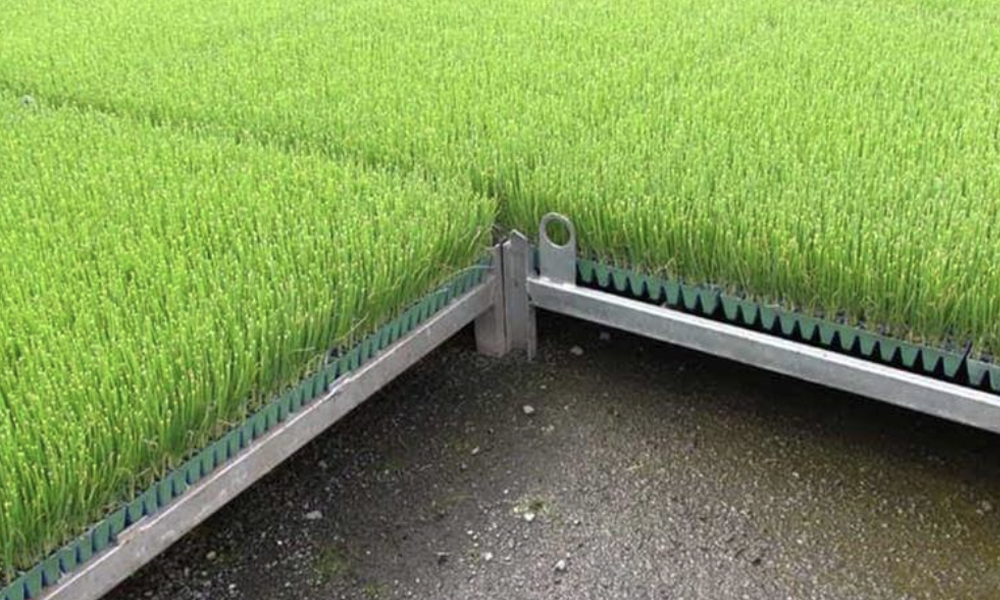 Best Seedling Trays for Nursery Propagation_3