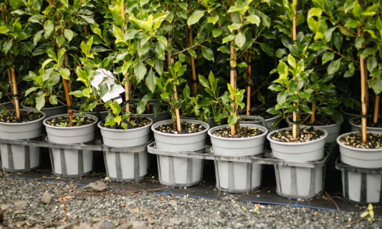 How to choose the right nursery pot size_1