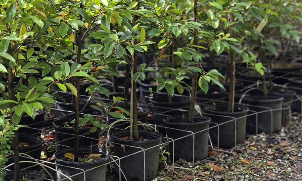 How to choose the right nursery pot size_2