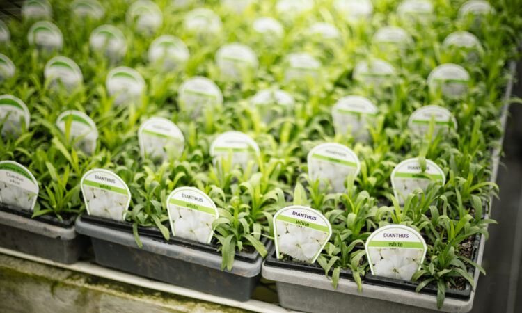 Getting Potting Mix Nutrition Right_1