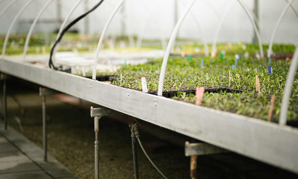 Getting Potting Mix Nutrition Right_2