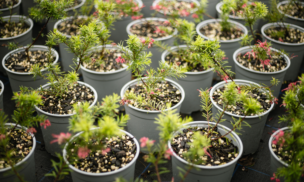 Getting Potting Mix Nutrition Right_3