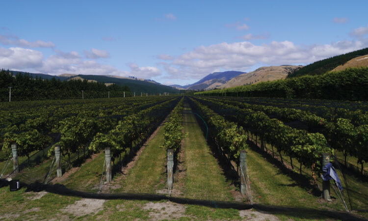 Best commercial bird netting_1