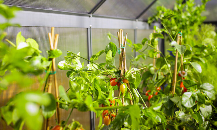Small greenhouse, big results- what can you grow in a compact kitset?_2