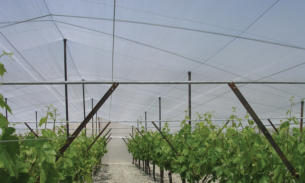 Frost Protection for Crops- How to Protect Plants from Frost_1