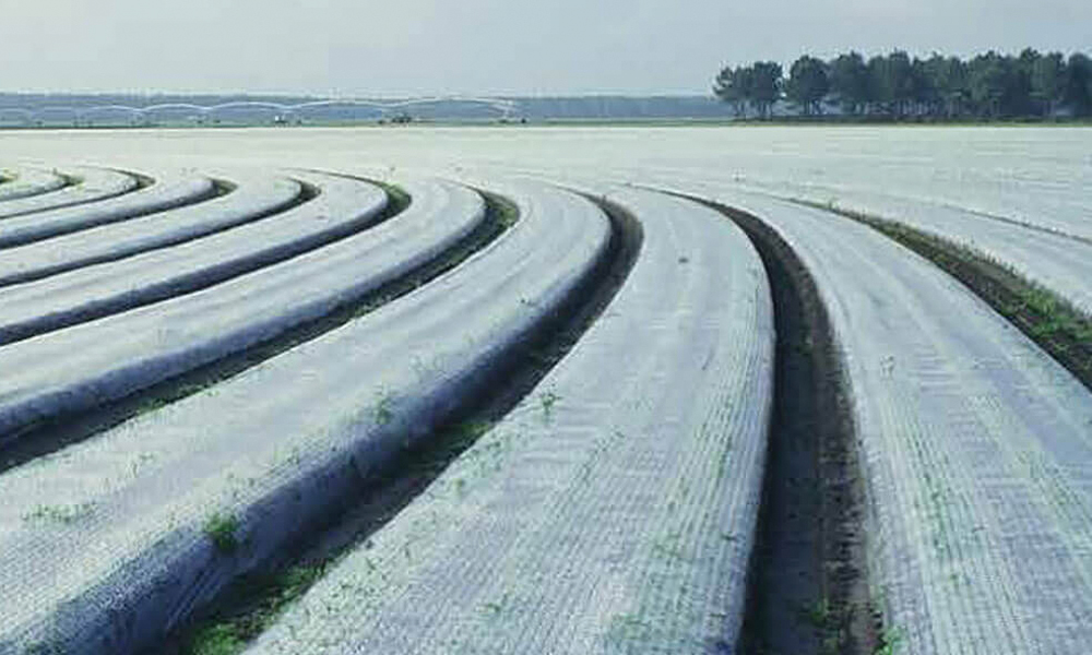 Frost Protection for Crops- How to Protect Plants from Frost_2
