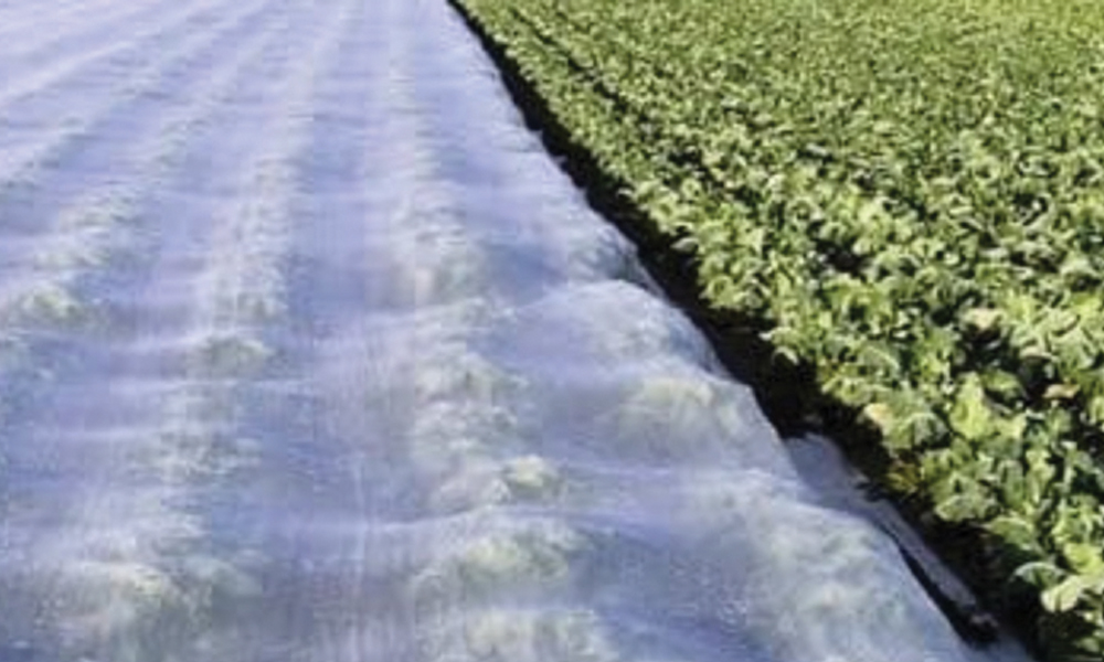 Frost Protection for Crops- How to Protect Plants from Frost_3