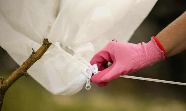 Frost Protection for Crops- How to Protect Plants from Frost_4