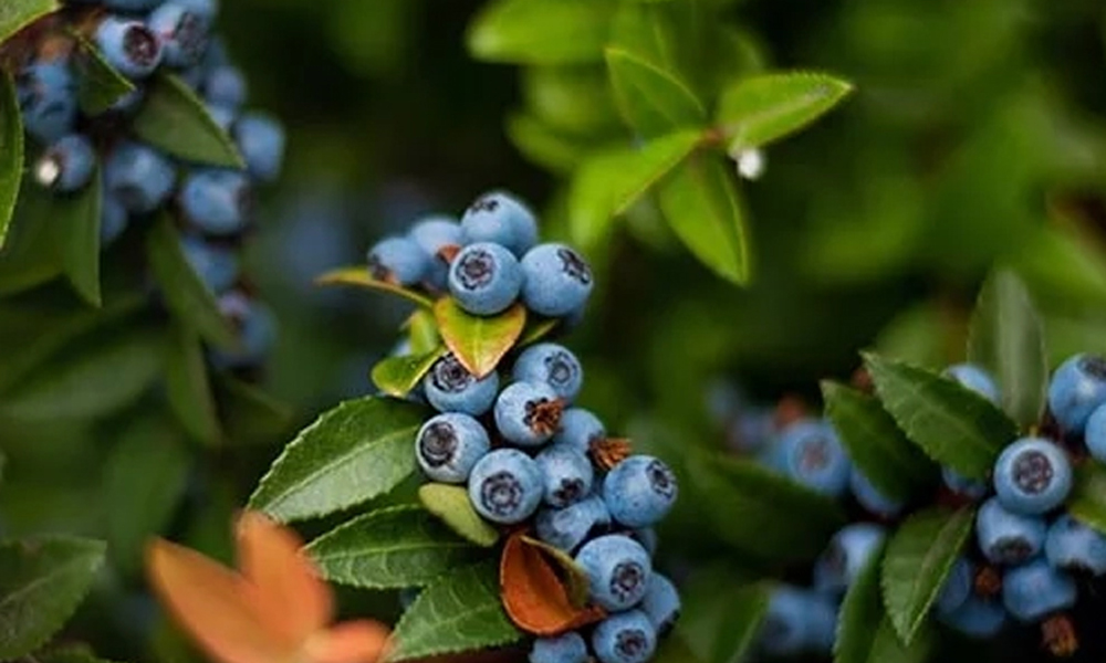 Growing Blueberries in Pots- Do They Grow Better in Containers or the Ground?_1