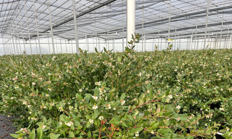 Growing Blueberries in Pots- Do They Grow Better in Containers or the Ground?_2