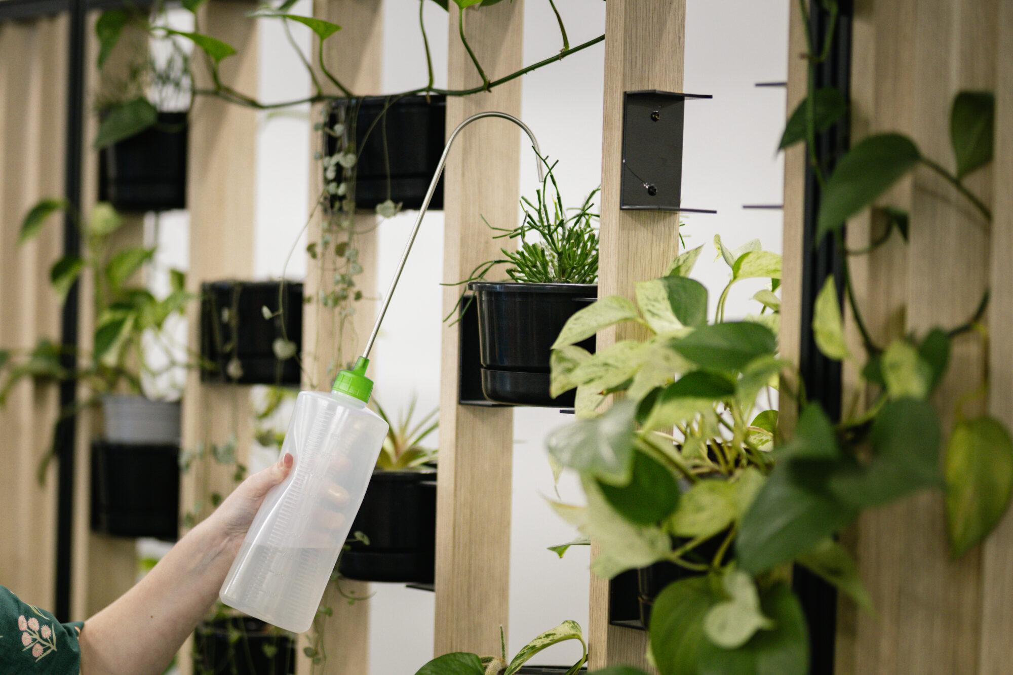 Indoor Plant Waterer