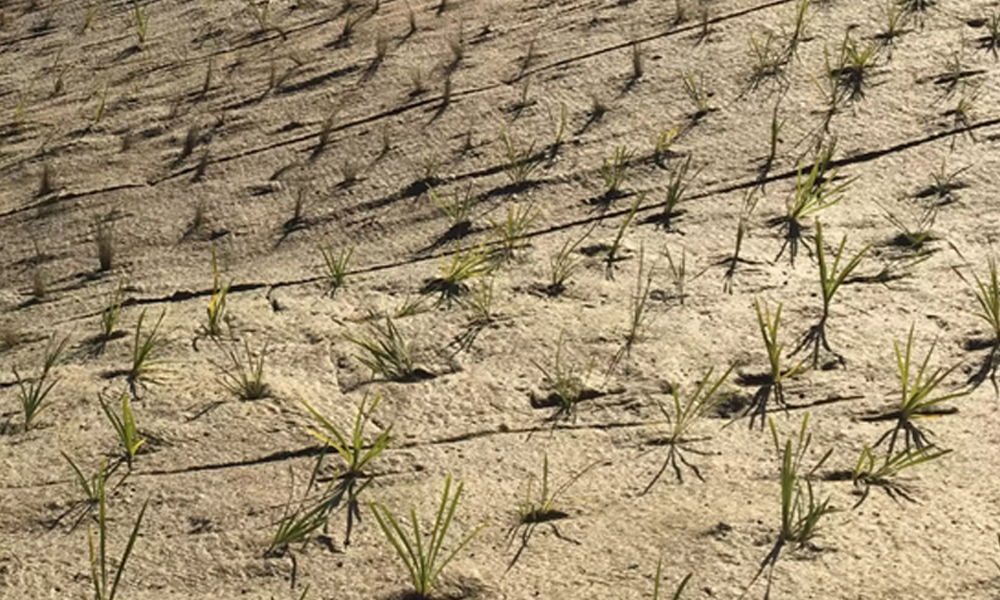 PrimeHort Website Blog_Best Horticultural Matting for Landscape Projects_4