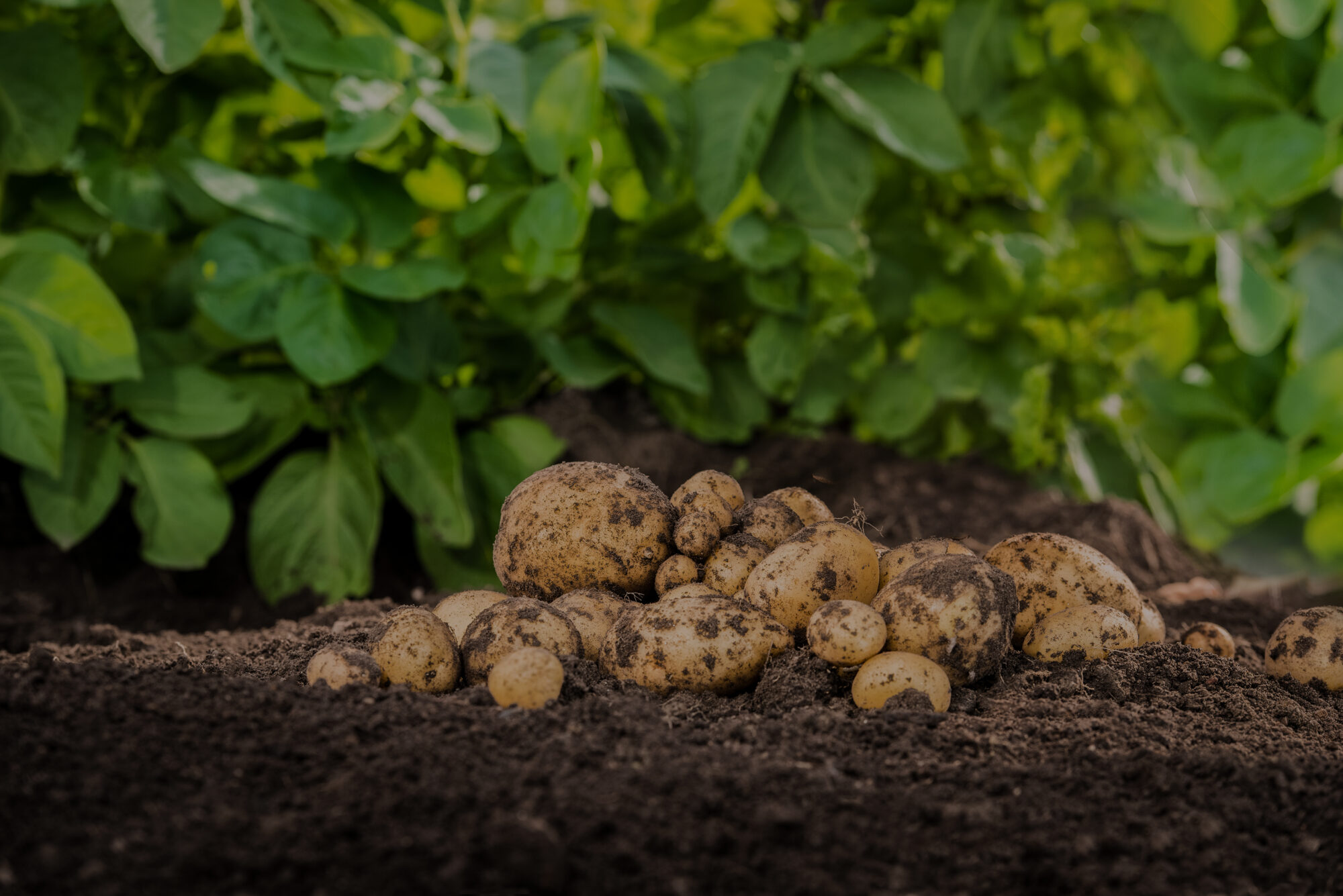 Hands,Harvesting,Fresh,Organic,Potatoes,From,Soil